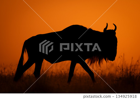 Blue wildebeest walks past sun along horizon 134925918