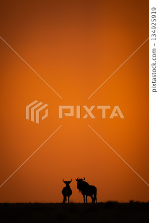 Blue wildebeests stand on horizon at sunset 134925919