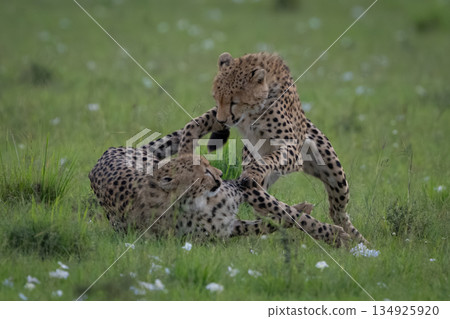 Cheetah cub attacks sibling lying on grass 134925920