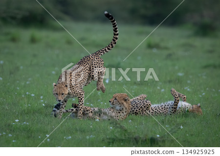 Cheetah cub jumps over siblings on grass Cheetah cub jumps over siblings on grass 134925925