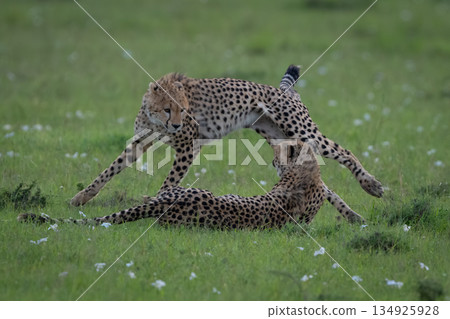 Cheetah cub jumps past sibling on grass Cheetah cub jumps past sibling on grass 134925928