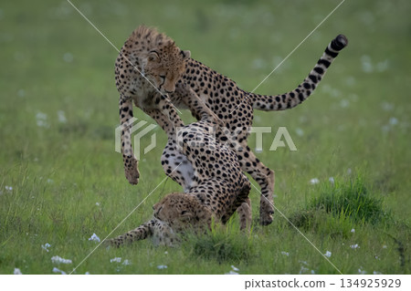 Cheetah cub on grass pushes away sibling Cheetah cub on grass pushes away sibling 134925929
