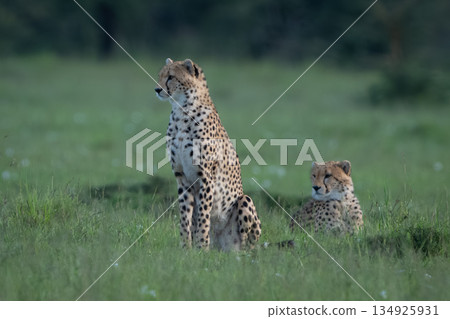 Cheetah cub sits by sibling on grass Cheetah cub sits by sibling on grass 134925931