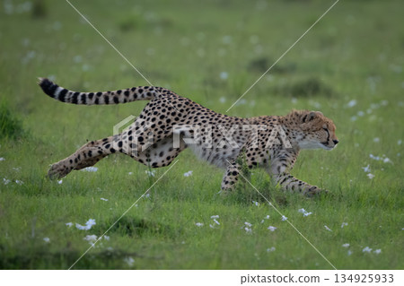 Cheetah cub sprints over grass in savanna Cheetah cub sprints over grass in savanna 134925933