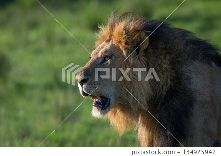 Close-up of male lion head with shoulders 134925942