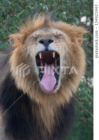 Close-up of male lion yawning by bushes 134925943
