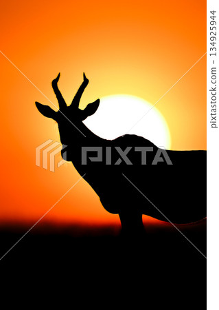 Close-up of topi silhouetted over rising sun 134925944