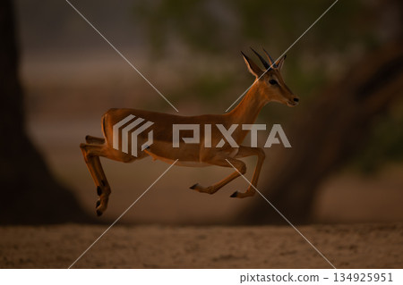 Young male impala gallops jumping in mid-air 134925951