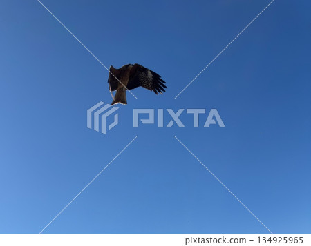 A scene of a black kite flying leisurely through the blue sky 134925965