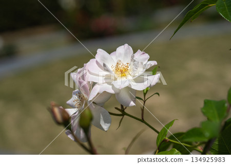 春日花壇盛開的白玫瑰 134925983