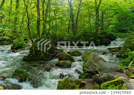 Aomori's mountain stream: Oirase Gorge in summer Aomori's mountain stream: Oirase Gorge in summer 134925989