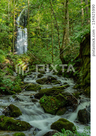 Aomori's mountain stream: Oirase Gorge in summer Aomori's mountain stream: Oirase Gorge in summer 134925990