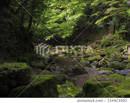 青苔覆蓋的山澗溪流和翠綠的森林-寧靜的日本自然景觀(日本三重縣名張市赤目谷) 青苔覆蓋的山澗溪流和翠綠的森林-寧靜的日本自然景觀(日本三重縣名張市赤目谷) 134925993
