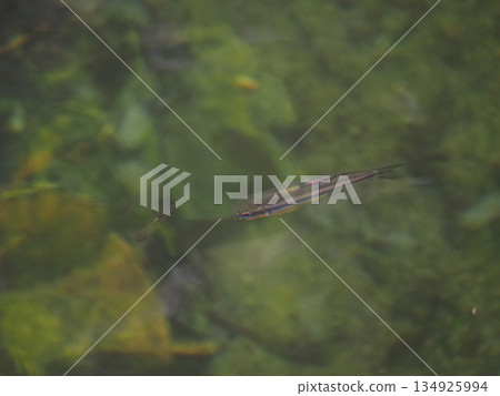 Small fish swimming in a clear stream: Clear water and natural scenery (Akame Valley, Nabari City, Mie Prefecture) Small fish swimming in a clear stream: Clear water and natural scenery (Akame Valley, Nabari City, Mie Prefecture) 134925994