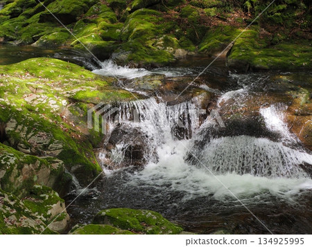A small waterfall with clear water flowing over mossy rocks. Forest natural scenery (Akame Valley, Nabari City, Mie Prefecture) 134925995