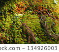 Natural texture background made of green and brown moss covering the rock surface in the forest (Akame Valley, Nabari City, Mie Prefecture) 134926003