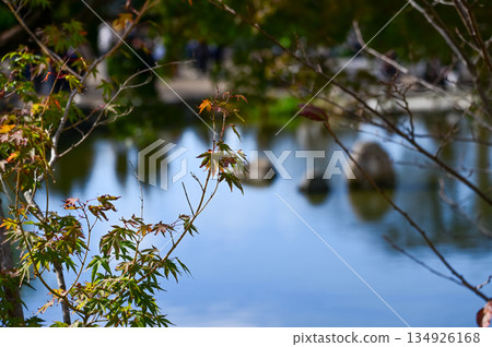 The scene of Maruyama Park in autumn in Kyoto, Japan. The public park in Kyoto with beautiful scene. Stunning nature scene with colorful trees and ponds. Travel and nature concept. Japan nature view. The scene of Maruyama Park in autumn in Kyoto, Japan. The public park in Kyoto with beautiful scene. Stunning nature scene with colorful trees and ponds. Travel and nature concept. Japan nature view. 134926168