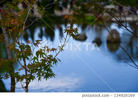 The scene of Maruyama Park in autumn in Kyoto, Japan. The public park in Kyoto with beautiful scene. Stunning nature scene with colorful trees and ponds. Travel and nature concept. Japan nature view. 134926169