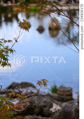 The scene of Maruyama Park in autumn in Kyoto, Japan. The public park in Kyoto with beautiful scene. Stunning nature scene with colorful trees and ponds. Travel and nature concept. Japan nature view. The scene of Maruyama Park in autumn in Kyoto, Japan. The public park in Kyoto with beautiful scene. Stunning nature scene with colorful trees and ponds. Travel and nature concept. Japan nature view. 134926170