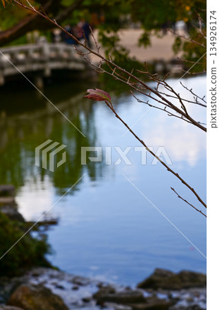 The scene of Maruyama Park in autumn in Kyoto, Japan. The public park in Kyoto with beautiful scene. Stunning nature scene with colorful trees and ponds. Travel and nature concept. Japan nature view. The scene of Maruyama Park in autumn in Kyoto, Japan. The public park in Kyoto with beautiful scene. Stunning nature scene with colorful trees and ponds. Travel and nature concept. Japan nature view. 134926174