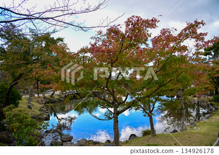 The scene of Maruyama Park in autumn in Kyoto, Japan. The public park in Kyoto with beautiful scene. Stunning nature scene with colorful trees and ponds. Travel and nature concept. Japan nature view. The scene of Maruyama Park in autumn in Kyoto, Japan. The public park in Kyoto with beautiful scene. Stunning nature scene with colorful trees and ponds. Travel and nature concept. Japan nature view. 134926178