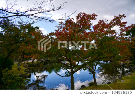 The scene of Maruyama Park in autumn in Kyoto, Japan. The public park in Kyoto with beautiful scene. Stunning nature scene with colorful trees and ponds. Travel and nature concept. Japan nature view. 134926180