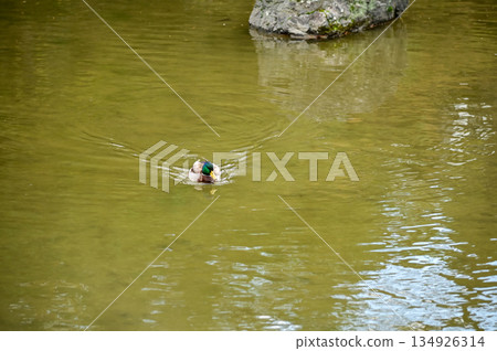 A duck swimming in a pond in Maruyama Park, Kyoto, Japan. The public park in Kyoto with beautiful scene. A duck swimming in a pond in Maruyama Park, Kyoto, Japan. The public park in Kyoto with beautiful scene. 134926314