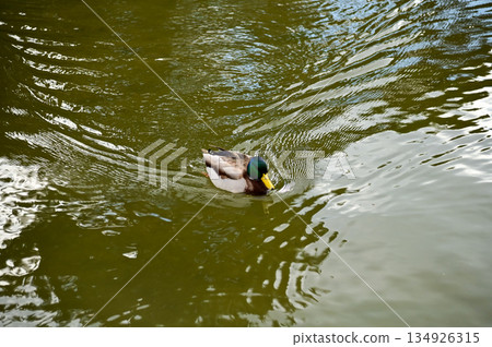 A duck swimming in a pond in Maruyama Park, Kyoto, Japan. The public park in Kyoto with beautiful scene.  134926315