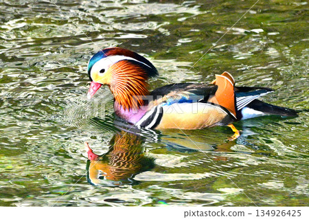 Mandarin ducks with beautiful plumage Mandarin ducks with beautiful plumage 134926425