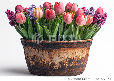 Mixed bulbs. Bulbs lasagna in pot. Planting method for containers or garden beds. Mixed bulbs. Bulbs lasagna in pot. Planting method for containers or garden beds. 134927965