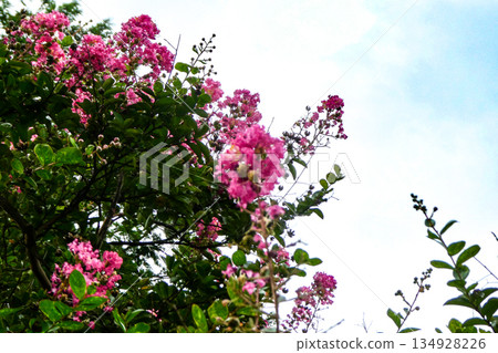 藍天下，一株可愛的粉紅色紫薇花映襯著天空。 134928226