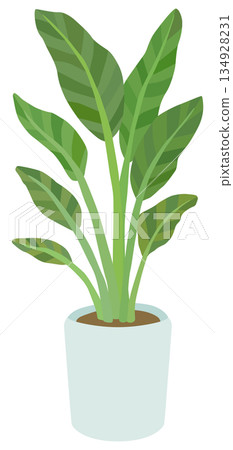 室內植物插圖 Augusta 向量素材 134928231