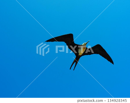 Frigatebirds flying against a blue sky Frigatebirds flying against a blue sky 134928345
