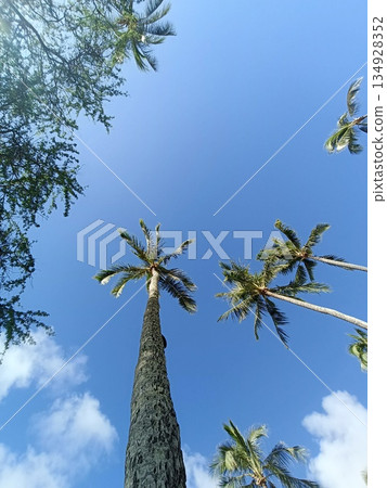 Palm trees stretching into the tropical sky Palm trees stretching into the tropical sky 134928352