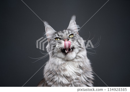 maine coon cat portrait on gray background 134928385