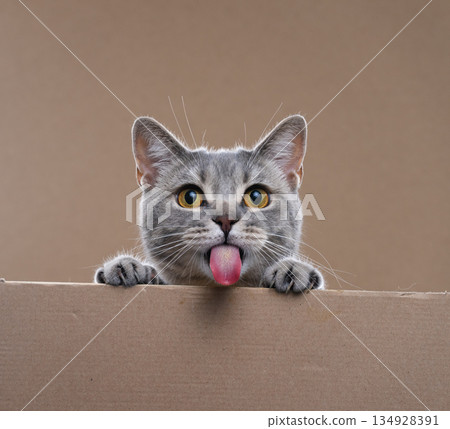 cute cat with blank cardboard and copy space cute cat with blank cardboard and copy space 134928391
