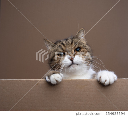 cute cat with blank cardboard and copy space 134928394