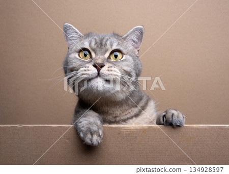 cute cat peeking out behind cardboard cute cat peeking out behind cardboard 134928597