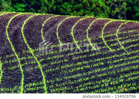 Germination of dent corn and beautiful rows at Koiwai Farm in Shizukuishi Town, Iwate Prefecture 134928706