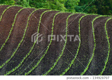 Germination of dent corn and beautiful rows at Koiwai Farm in Shizukuishi Town, Iwate Prefecture 134928707
