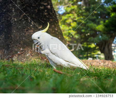 Sulphur-crested cockatoo foraging in a park in Manly, Sydney, Australia Sulphur-crested cockatoo foraging in a park in Manly, Sydney, Australia 134928753