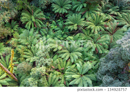 Lush green ferns in Great Otway National Park, Victoria, Australia 134928757