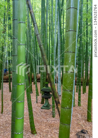 Bamboo forest at Hokoku-ji Shrine in Kamakura, Japan 134928764