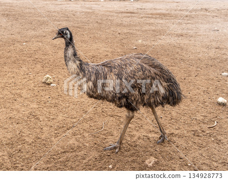 An emu standing on dry ground on Kangaroo Island, Australia 134928773