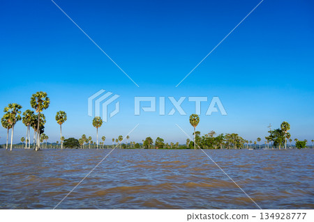 Borassus palm trees on Lake Tempe, South Sulawesi, Indonesia 134928777
