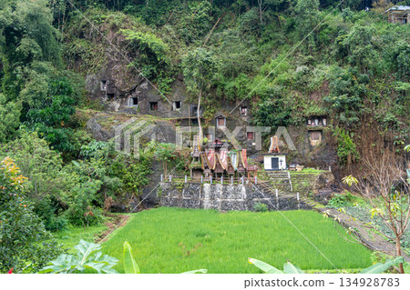 Funeral cliff site of Lemo in Toraja, Sulawesi, Indonesia Funeral cliff site of Lemo in Toraja, Sulawesi, Indonesia 134928783