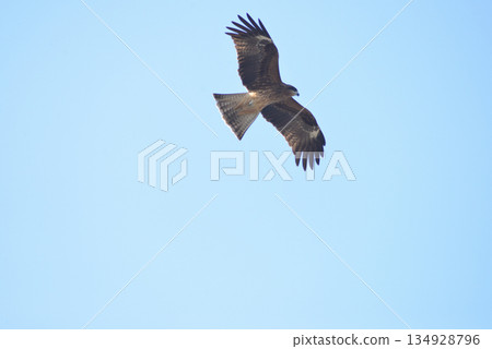 Birds flying in the sky Birds flying in the sky 134928796