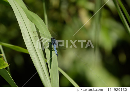 White-tailed dragonfly perched on a leaf 134929180
