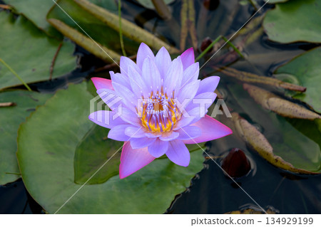 睡蓮美麗的紫色花瓣 睡蓮美麗的紫色花瓣 134929199