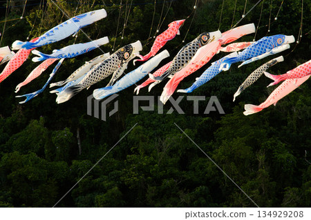 鯉魚旗翩翩遊 134929208